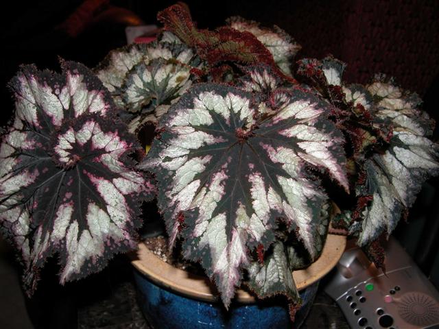 B. ‘China Curl’
